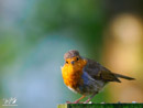Robin - Rudzik